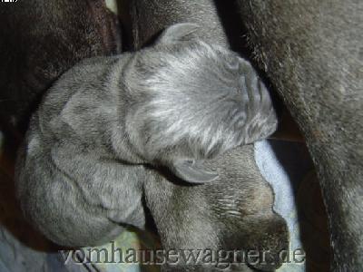 Zaezilia Vom Hause Wagner