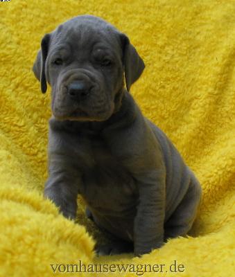 Zaezilia Vom Hause Wagner