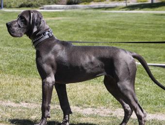 Zaezilia Vom Hause Wagner