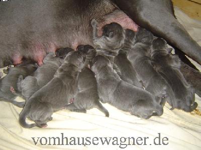 Zelestine Vom Hause Wagner