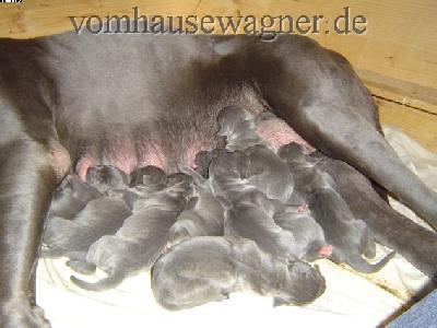 Zerafina-Zara Vom Hause Wagner