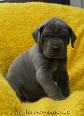 Zerafina-Zara Vom Hause Wagner