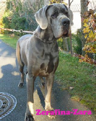 Zerafina-Zara Vom Hause Wagner