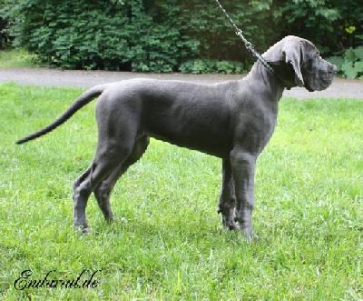 Zirkonia Vom Hause Wagner