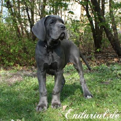 Zirkonia Vom Hause Wagner