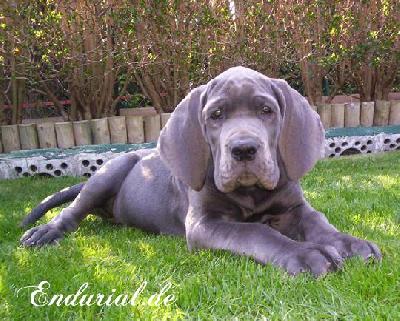 Zirkonia Vom Hause Wagner