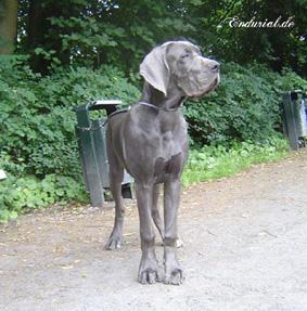 Zirkonia Vom Hause Wagner