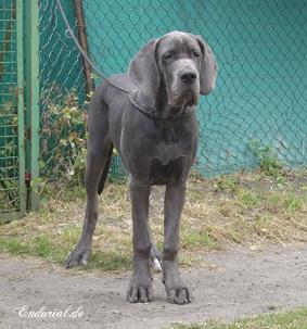 Zirkonia Vom Hause Wagner