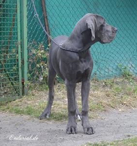 Zirkonia Vom Hause Wagner