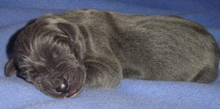 Gucci Vom Cabellahof