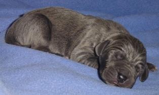 Graciano Vom Cabellahof