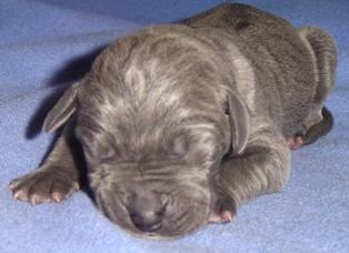 Gondor Vom Cabellahof