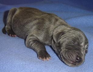 Giselle Vom Cabellahof