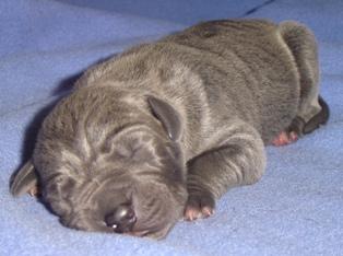 Georgina Vom Cabellahof