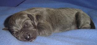 Gabriella Vom Cabellahof