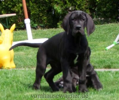 Ch Abano Vom Hause Wagner