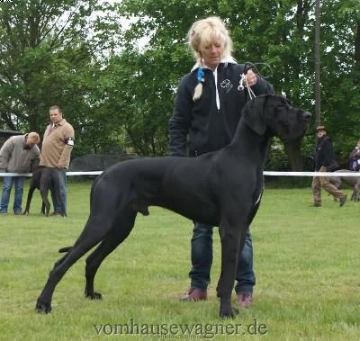 Ch Abano Vom Hause Wagner