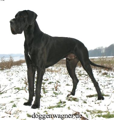 Aiakos Vom Hause Wagner