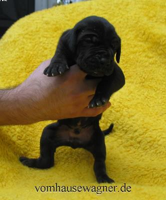 Aiakos Vom Hause Wagner