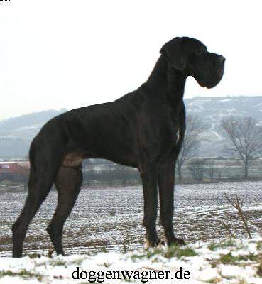 Aiakos Vom Hause Wagner