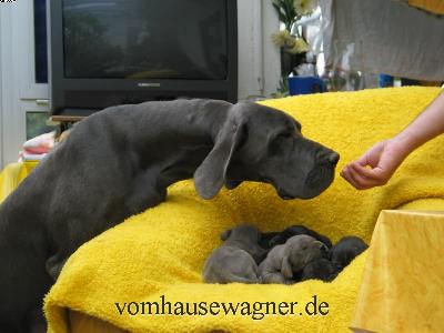 Abgott Vom Hause Wagner