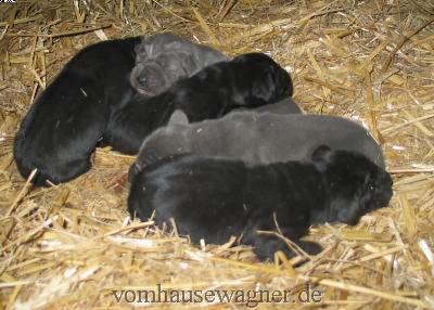 Abgott Vom Hause Wagner