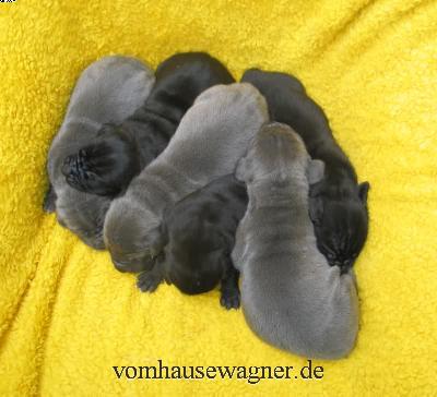 Barack Vom Hause Wagner