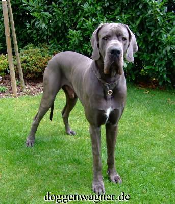 Blue Gonzo Vom Hause Wagner