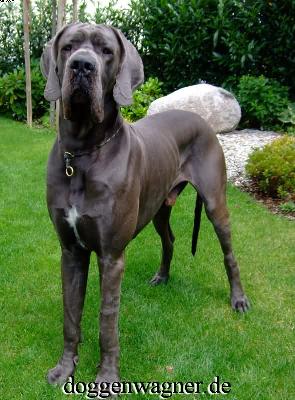 Blue Gonzo Vom Hause Wagner