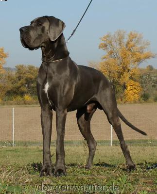 Blue Gonzo Vom Hause Wagner