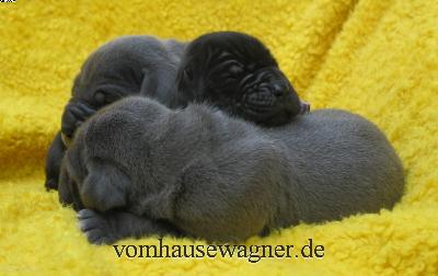 Balalaika Vom Hause Wagner