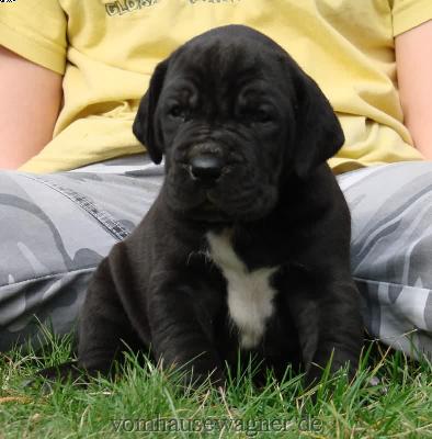 Balalaika Vom Hause Wagner