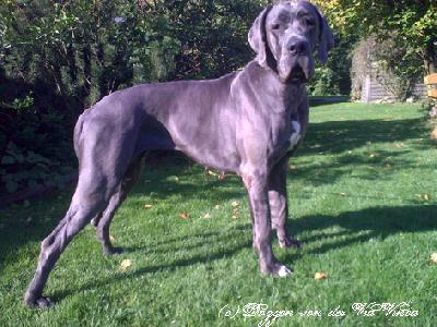 Ch Banderilla Vom Hause Wagner