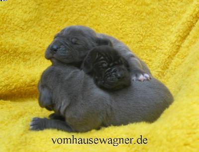 Ch Banderilla Vom Hause Wagner