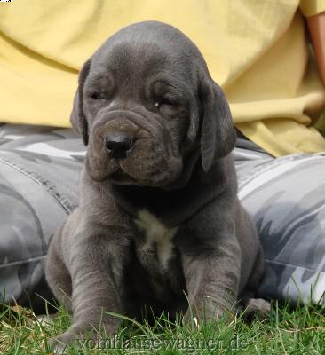 Ch Banderilla Vom Hause Wagner