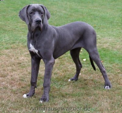 Ch Banderilla Vom Hause Wagner