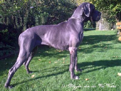 Ch Banderilla Vom Hause Wagner