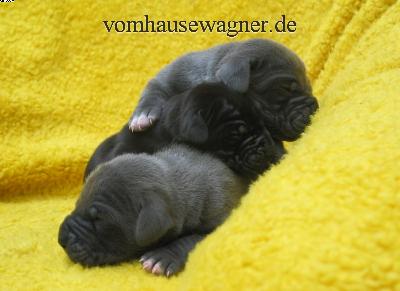 Barkarole Vom Hause Wagner