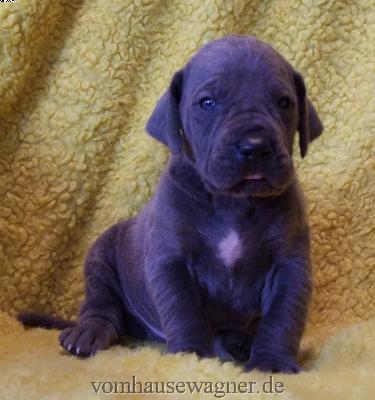 Calabar Vom Hause Wagner