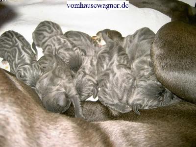 Calabar Vom Hause Wagner