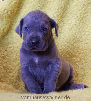 Caboto Vom Hause Wagner