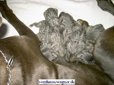 Ch Coquine Vom Hause Wagner