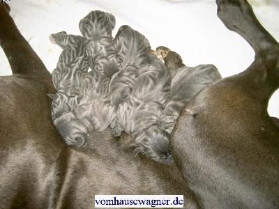 Corda Vom Hause Wagner