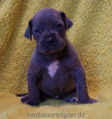 Corda Vom Hause Wagner