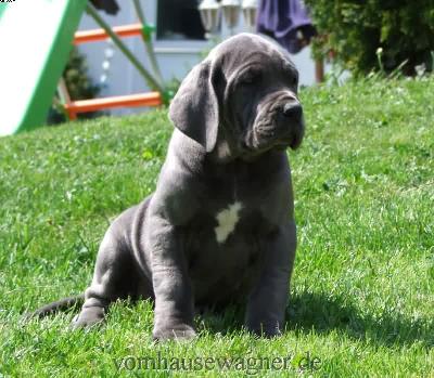 Corda Vom Hause Wagner