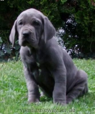 Catania Vom Hause Wagner