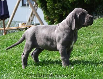 Caldera Vom Hause Wagner