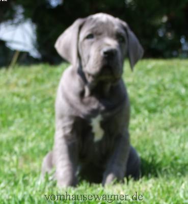 Caldera Vom Hause Wagner