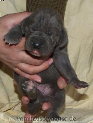 Dareios-bocomo Vom Hause Wagner