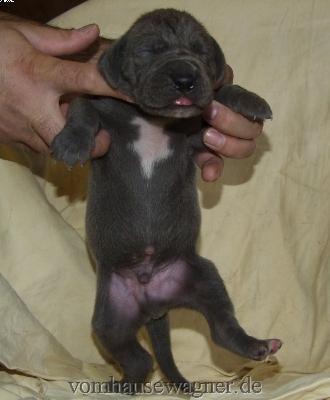 Darwin Vom Hause Wagner